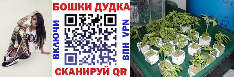 hydra ссылки  Кировск  Канабис Ganja  где продают  